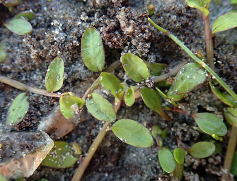 Image of Lobelia fatiscens Heenan