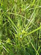 Imagem de Cyperus compressus L.