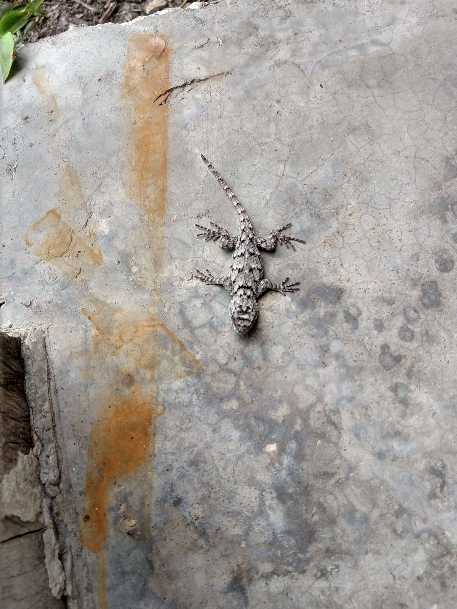 Image of Lundell's Spiny Lizard