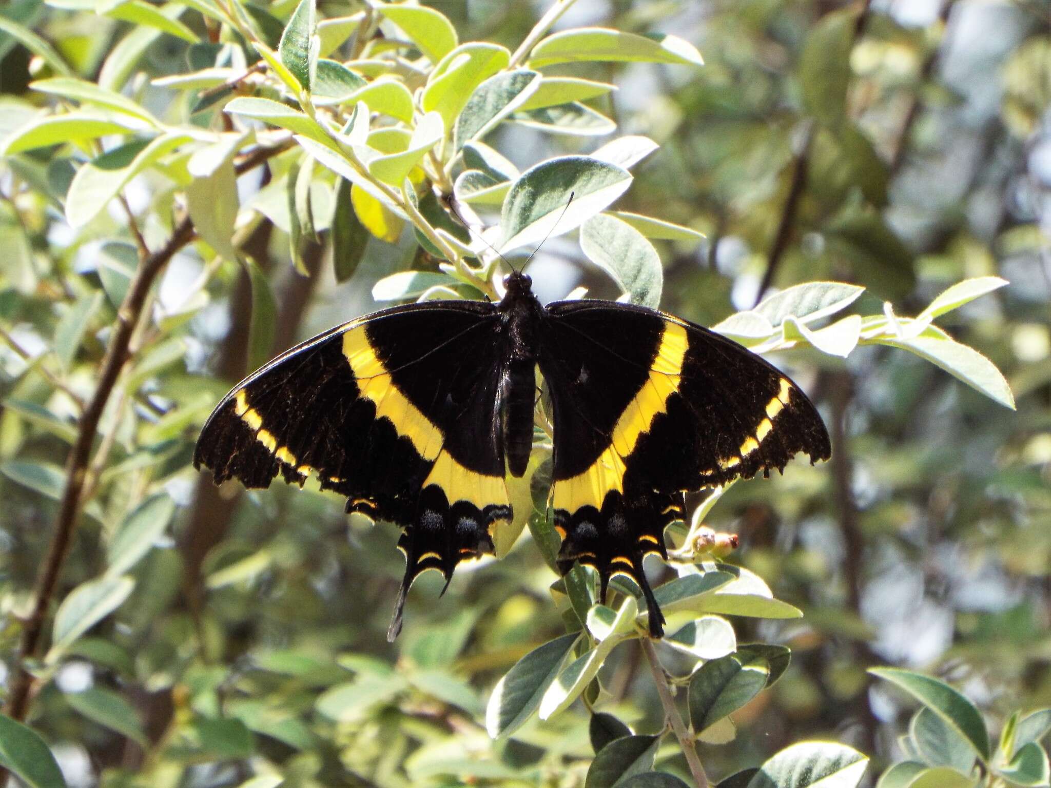 Image of Papilio garamas Geyer 1829