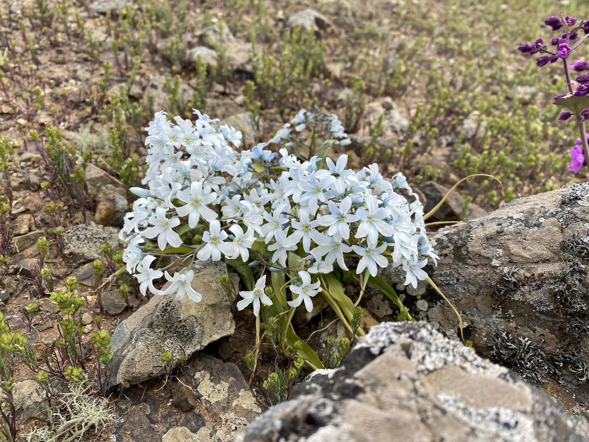 Image of Zephyra compacta C. Ehrh.