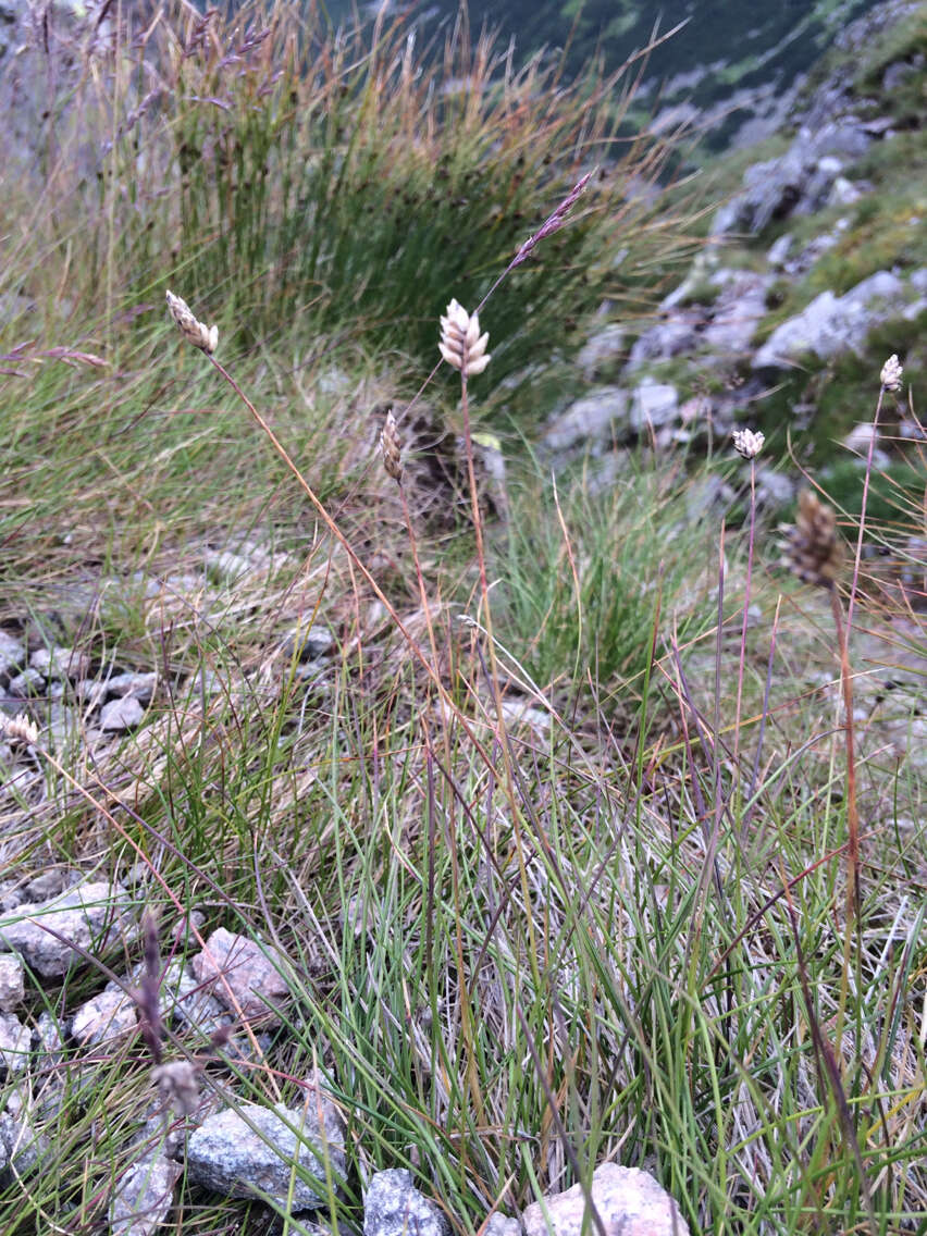 Image of Oreochloa disticha (Wulfen) Link