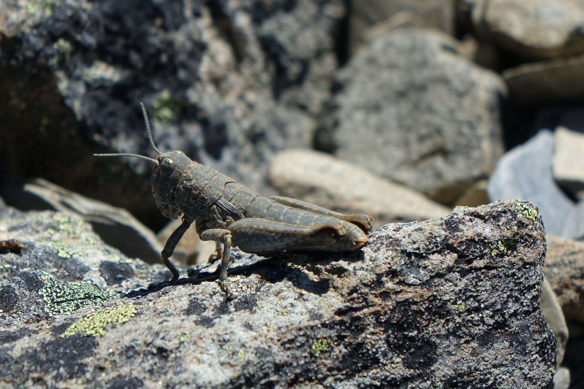 Image de Brachaspis nivalis (Hutton 1898)