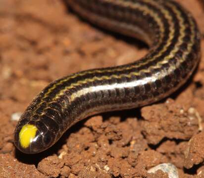 Image of Black Blind Snake