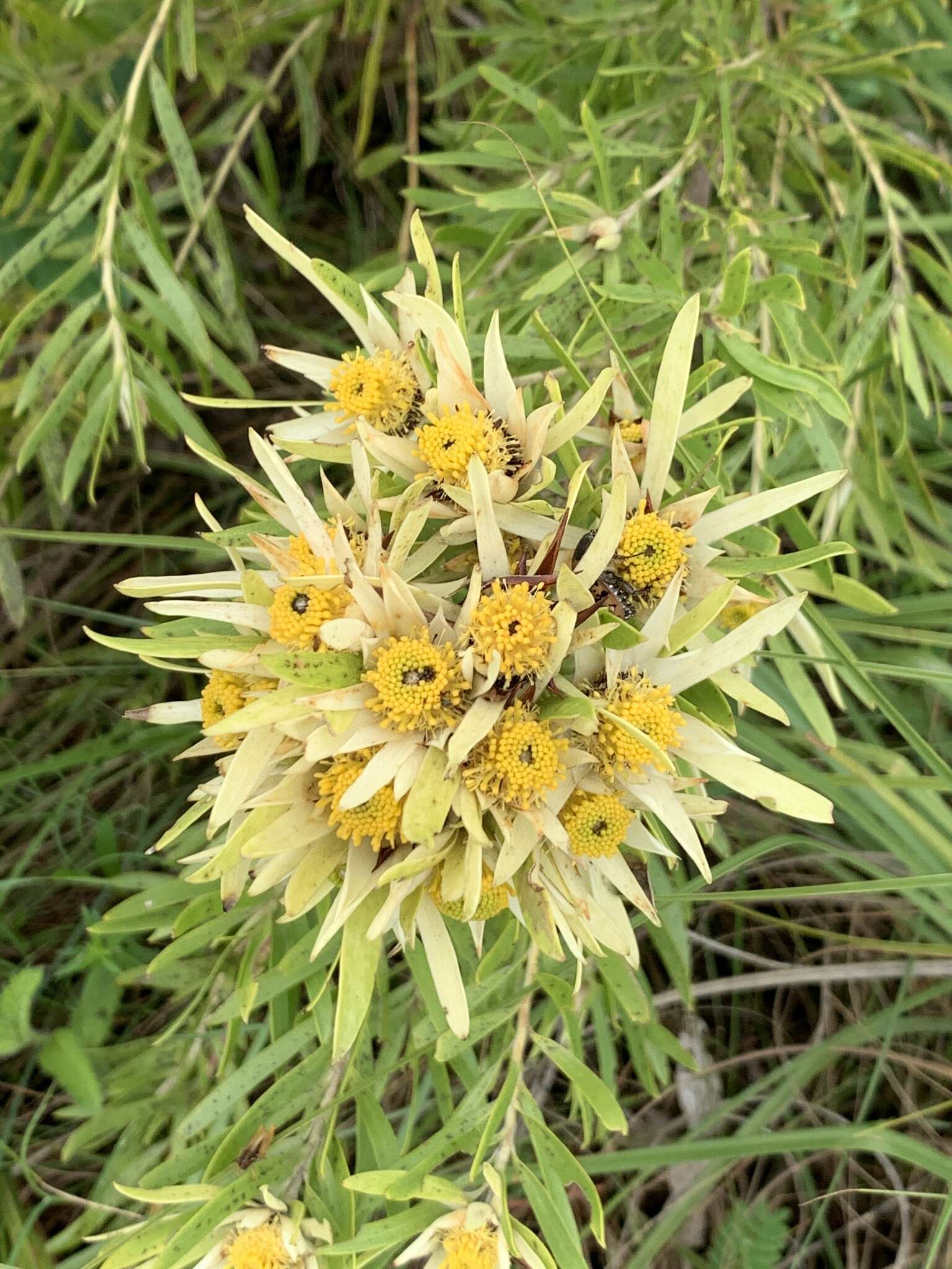 Image of Leucadendron spissifolium subsp. oribinum I. J. M. Williams