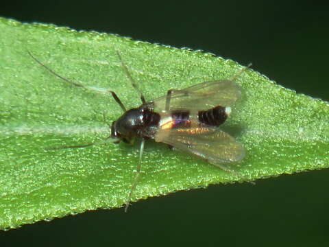 Image of Midge