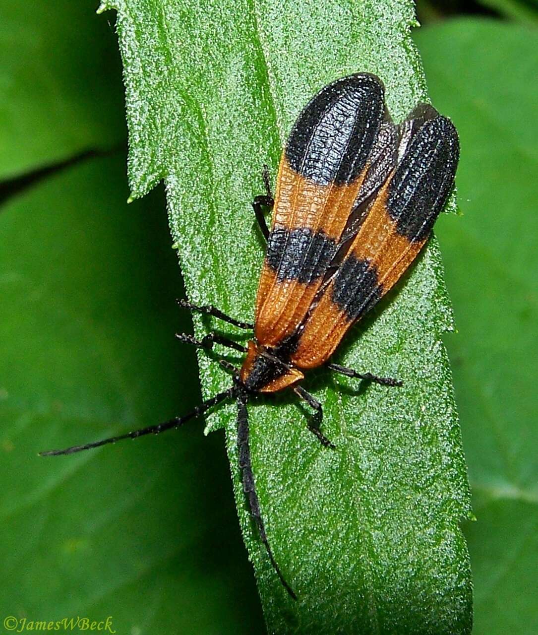 Sivun Calopteron reticulatum (Fabricius 1775) kuva