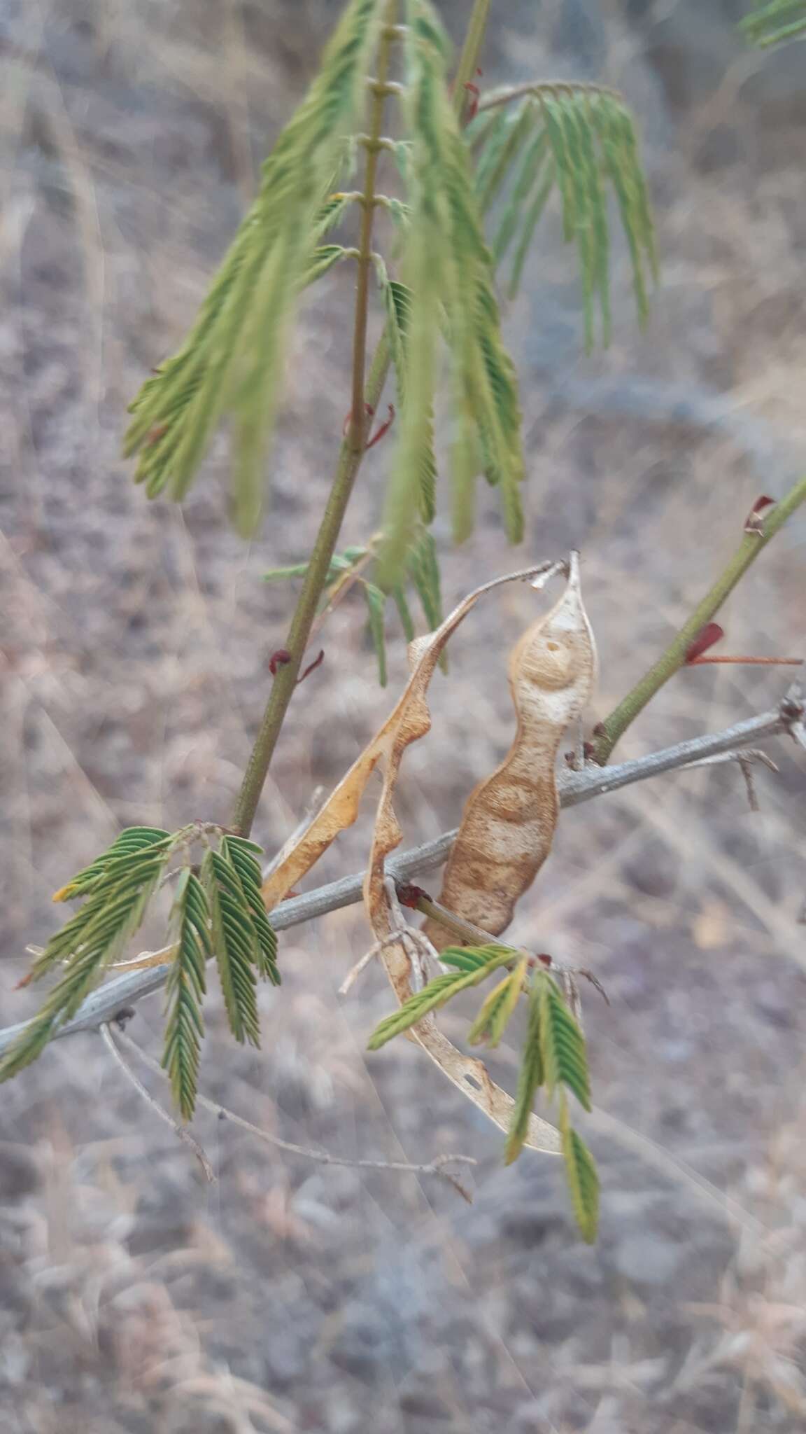 Image of Acaciella angustissima var. filicioides (Cav.) L. Rico