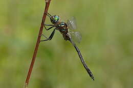 Image of Kennedy's Emerald