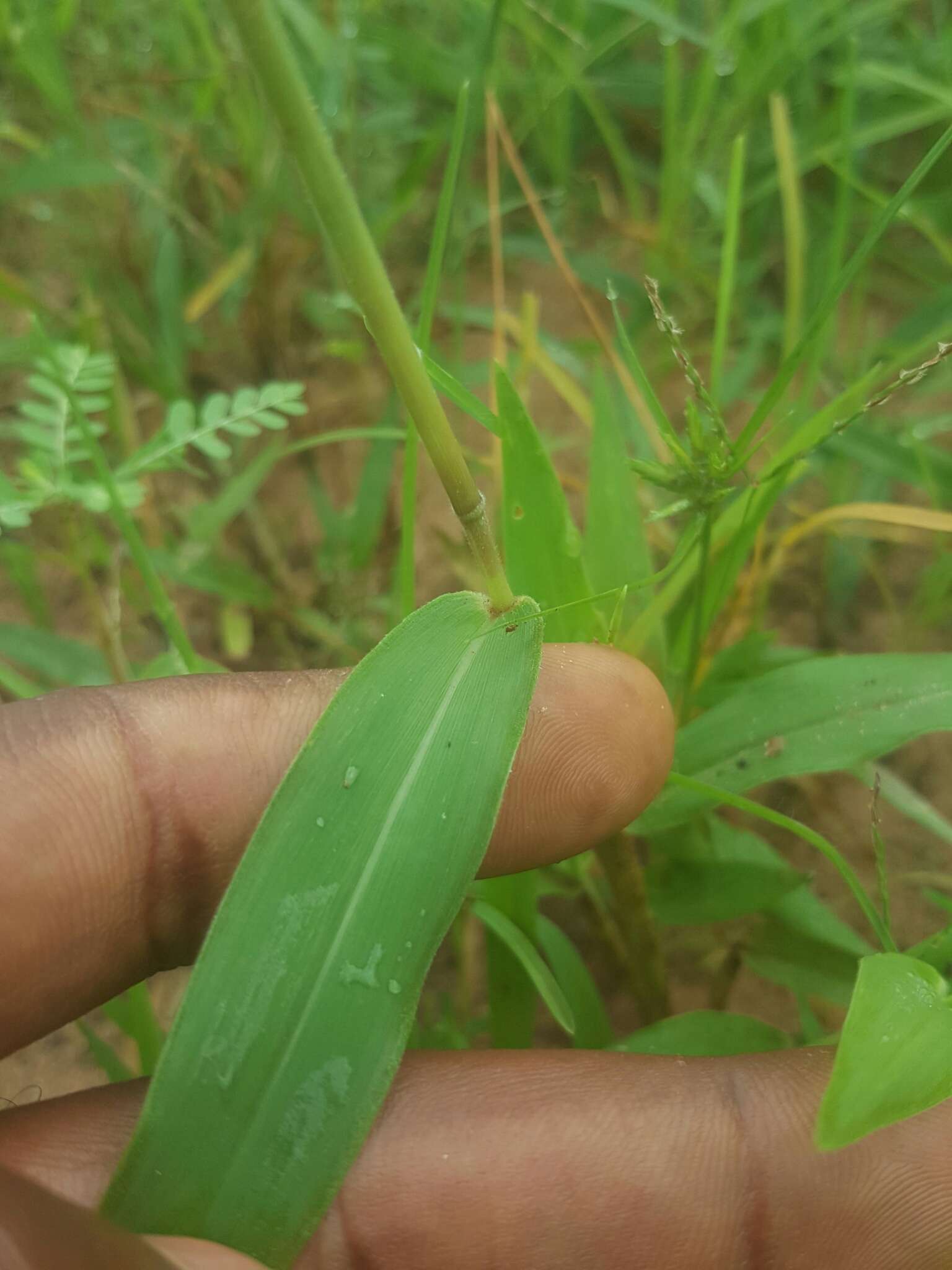 Plancia ëd Brachiaria deflexa (Schumach.) C. E. Hubb. ex Robyns