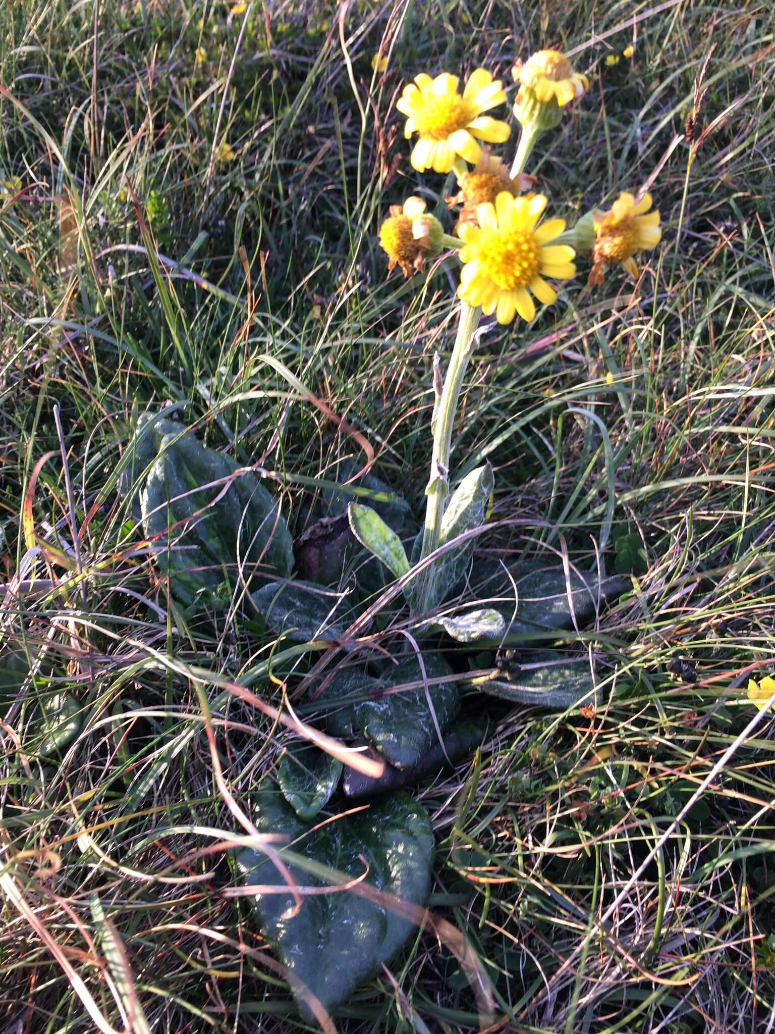 Imagem de Tephroseris integrifolia subsp. maritima (Syme) B. Nord.