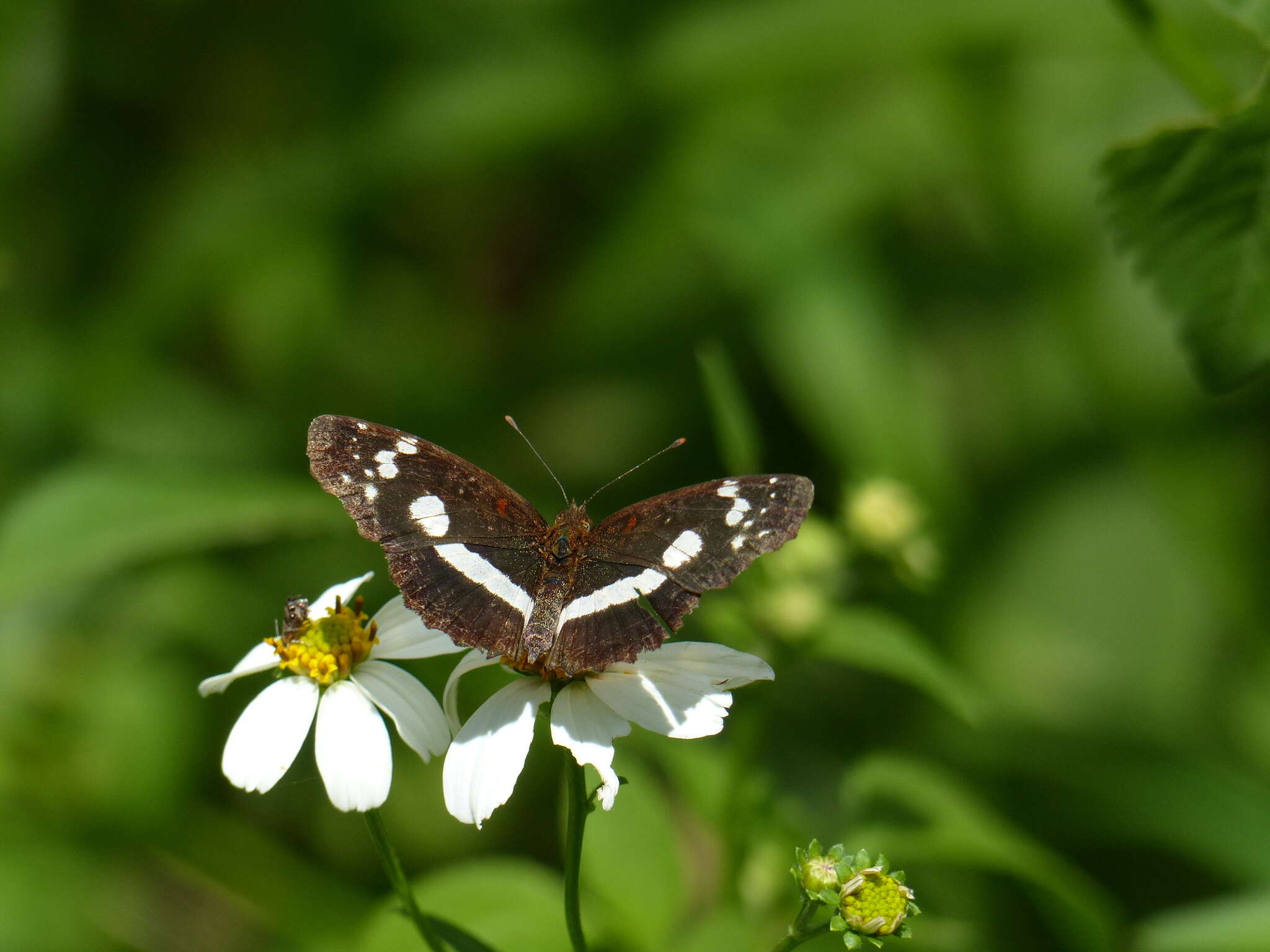 Image of Castilia myia Hewitson 1864