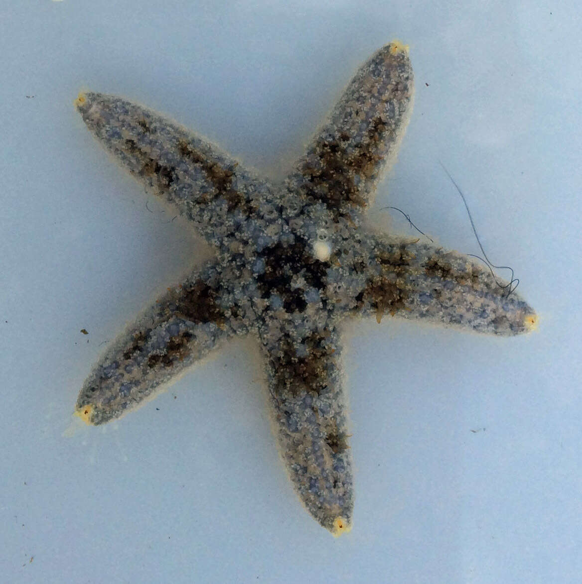 Image of Giant seastar