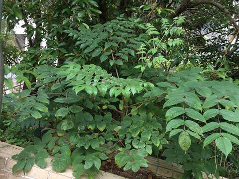 Image of Chinese angelica tree