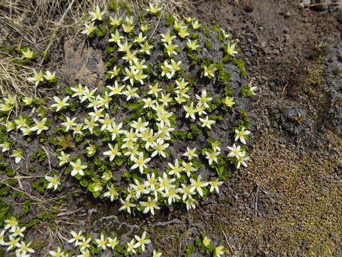 Image de Caltha appendiculata Pers.