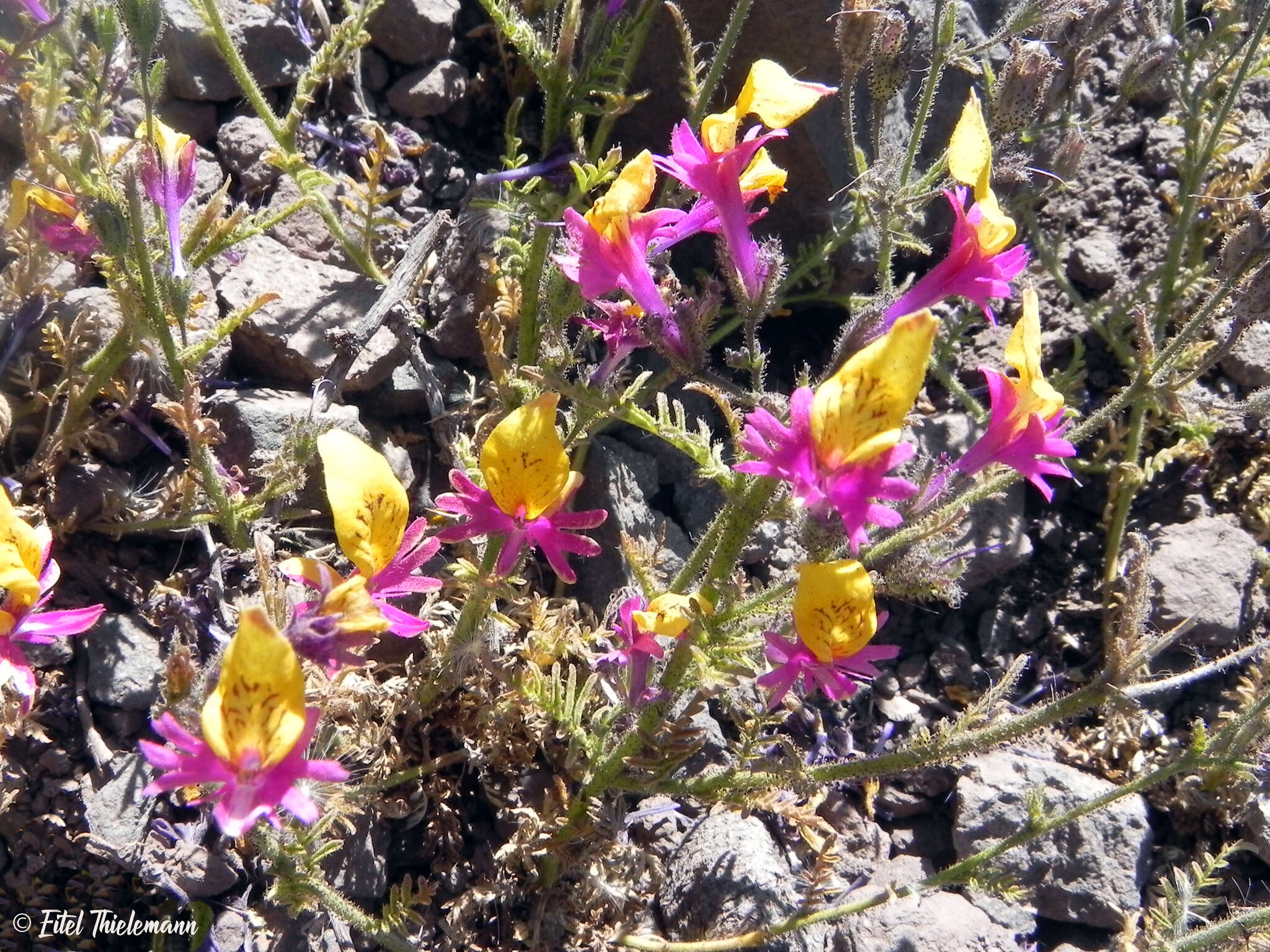 Imagem de Schizanthus coccineus (Phil.) J. M. Watson