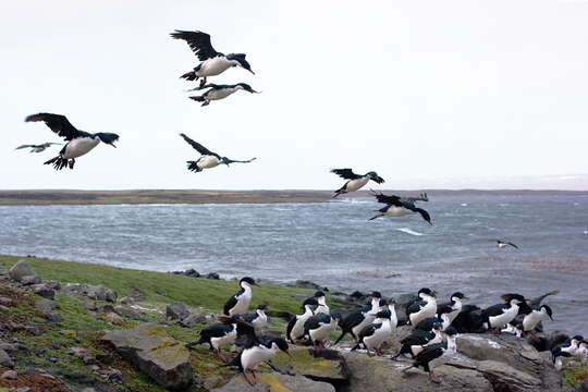 Image of Kerguelen Shag