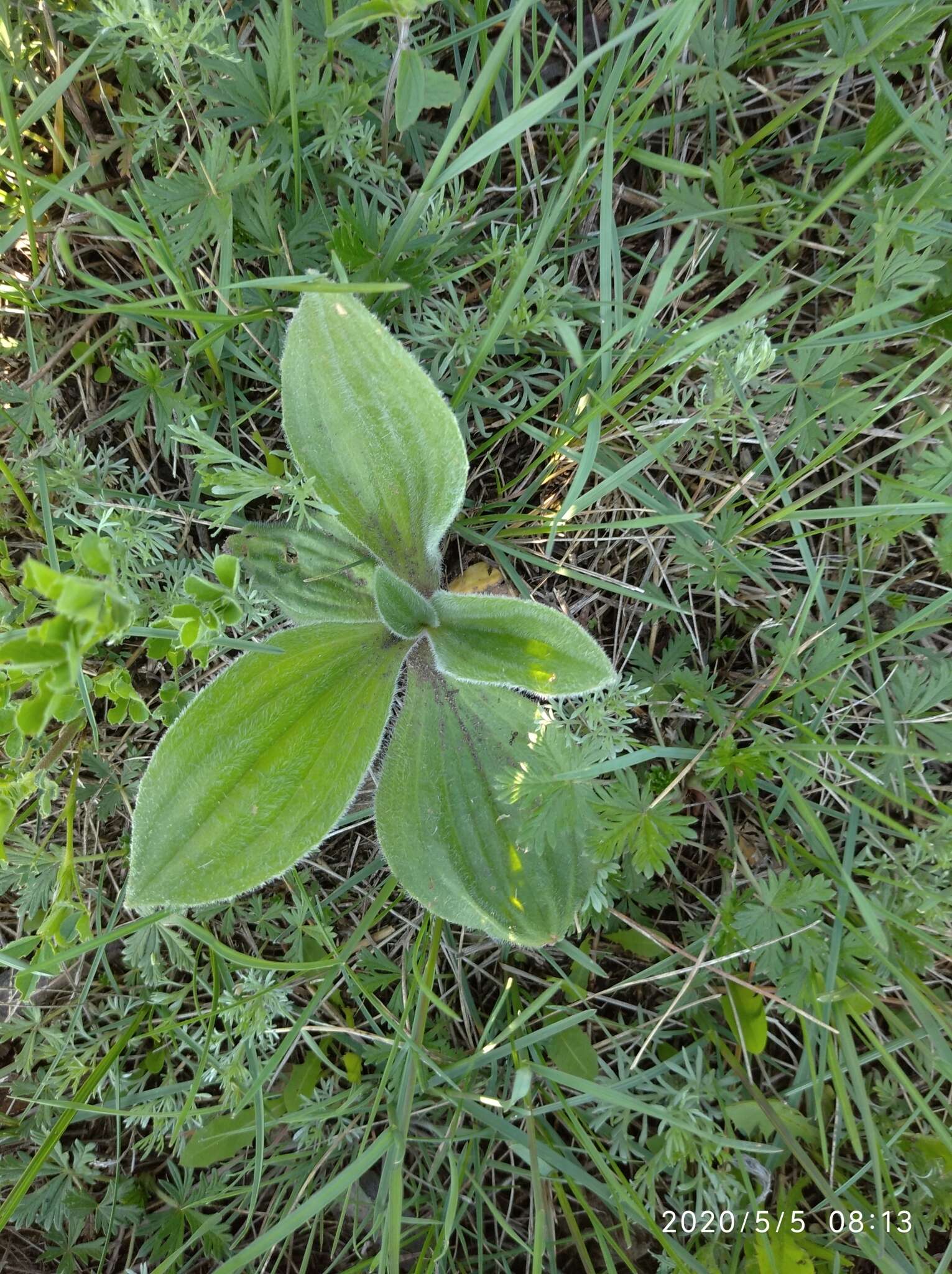 Imagem de Plantago australis subsp. australis