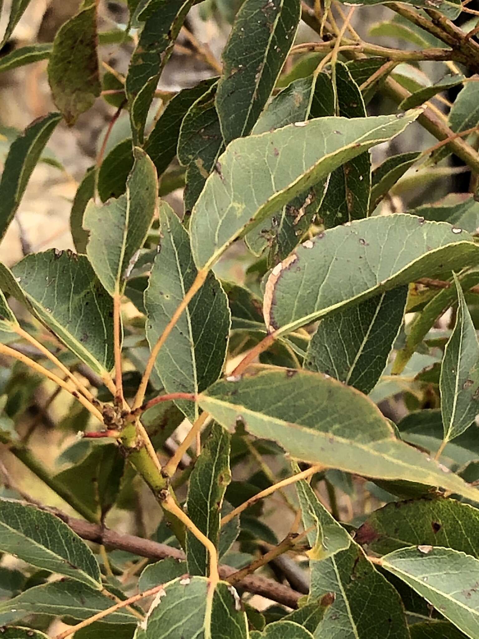 Image of Brachychiton populneus subsp. populneus