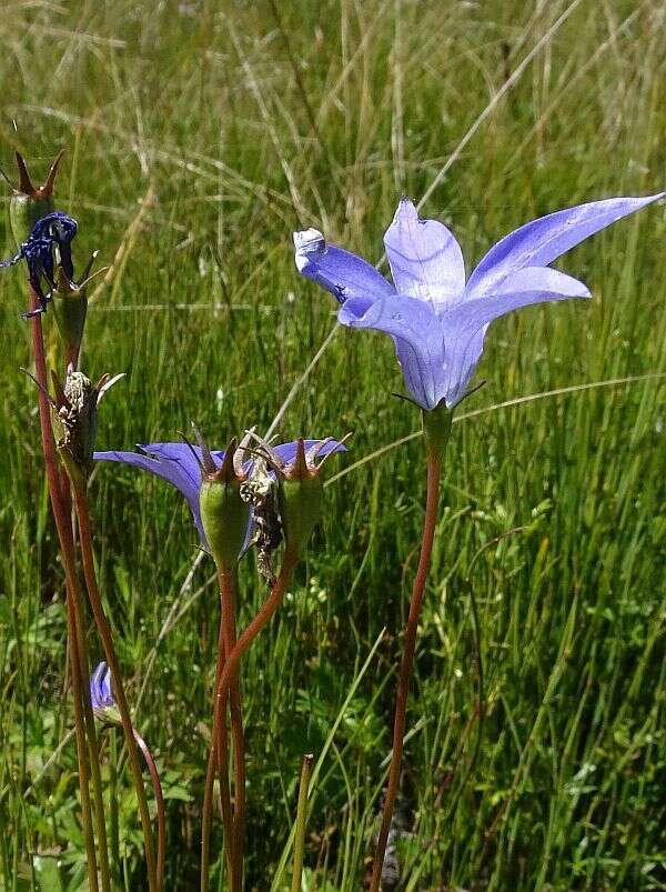 Image of Wahlenbergia ceracea Lothian