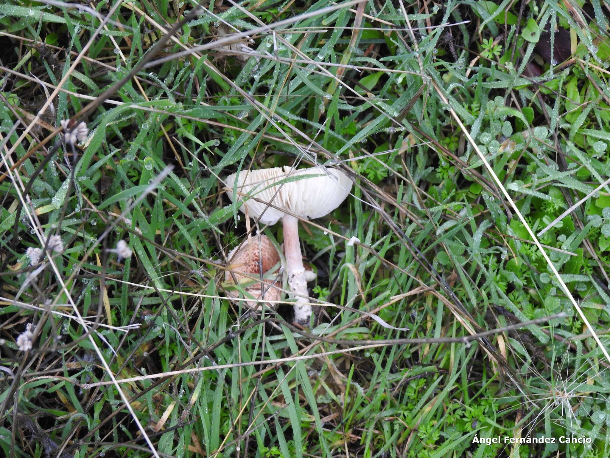 Image of Lepiota subincarnata J. E. Lange 1940