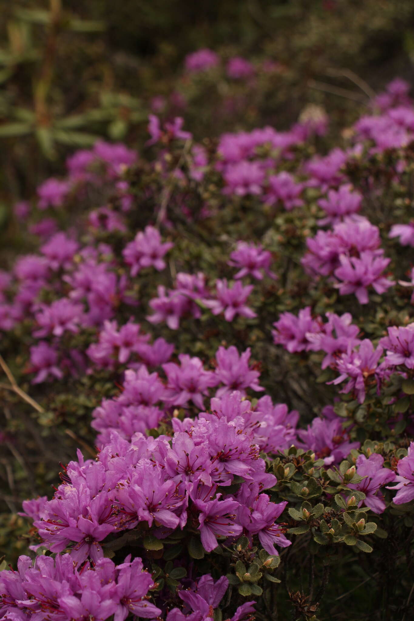 Image of Rhododendron setosum D. Don