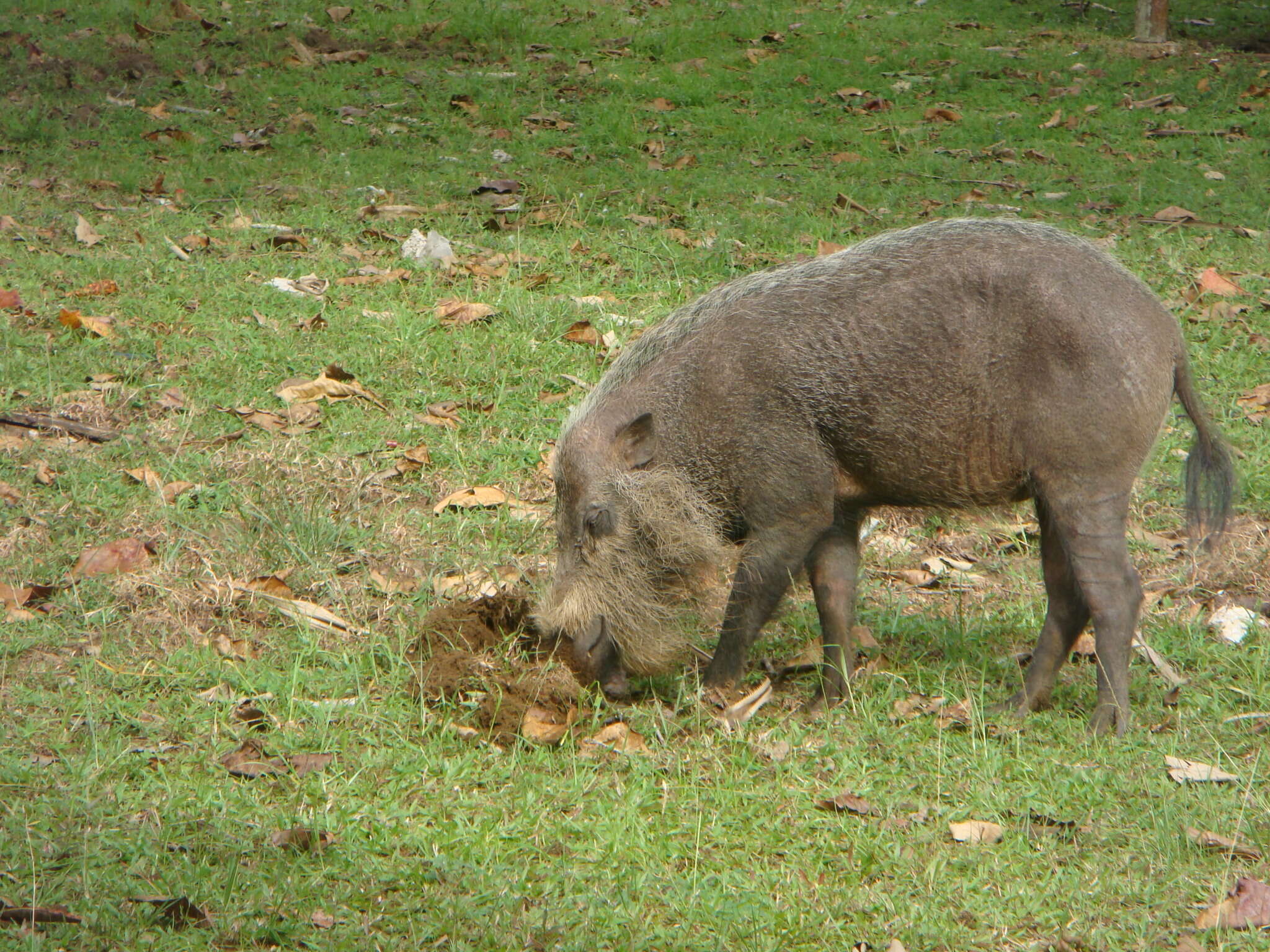 Image of Sus barbatus barbatus Müller 1838