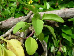 Plancia ëd Senecio angulatus L. fil.