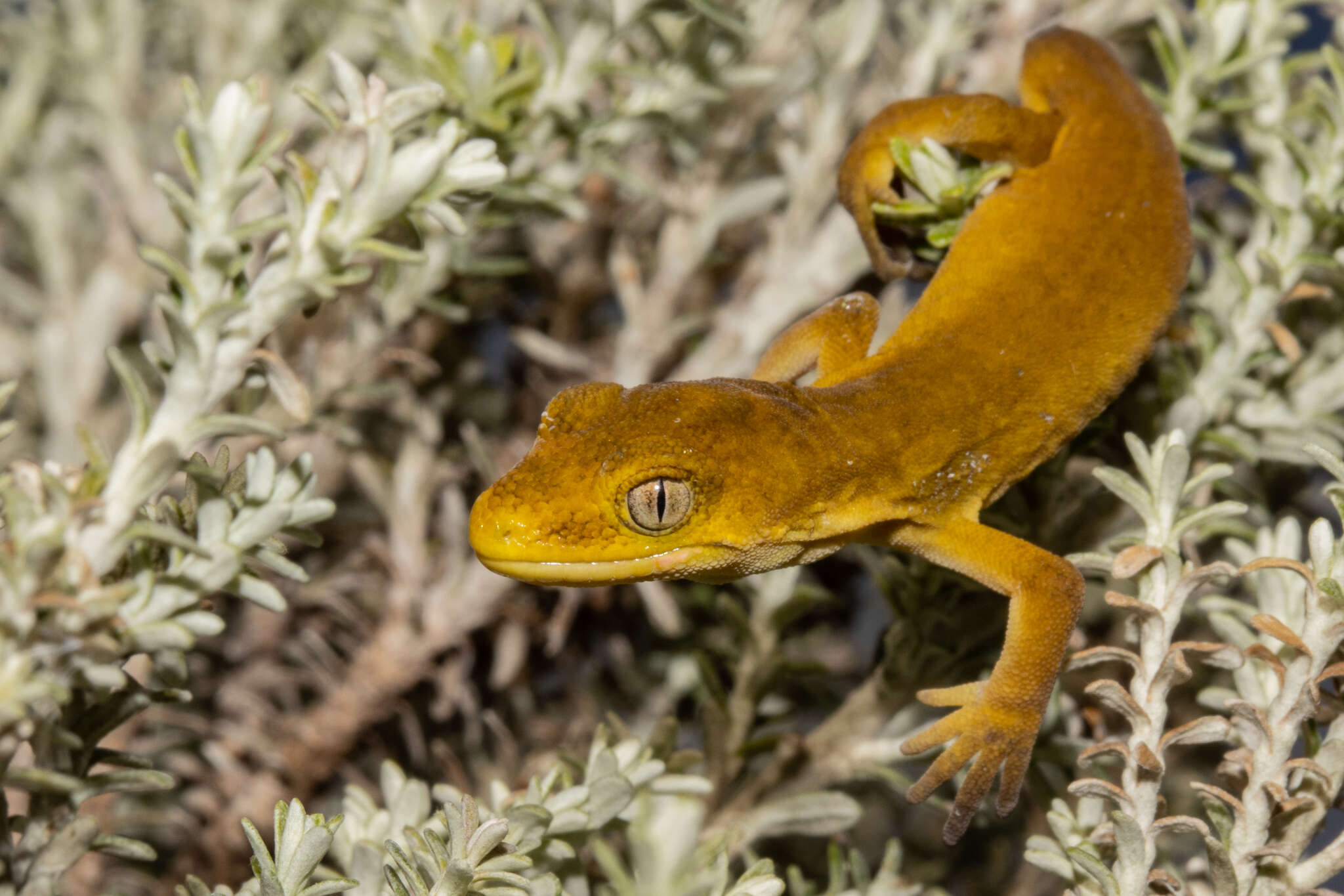 Plancia ëd Naultinus manukanus (Mccann 1955)