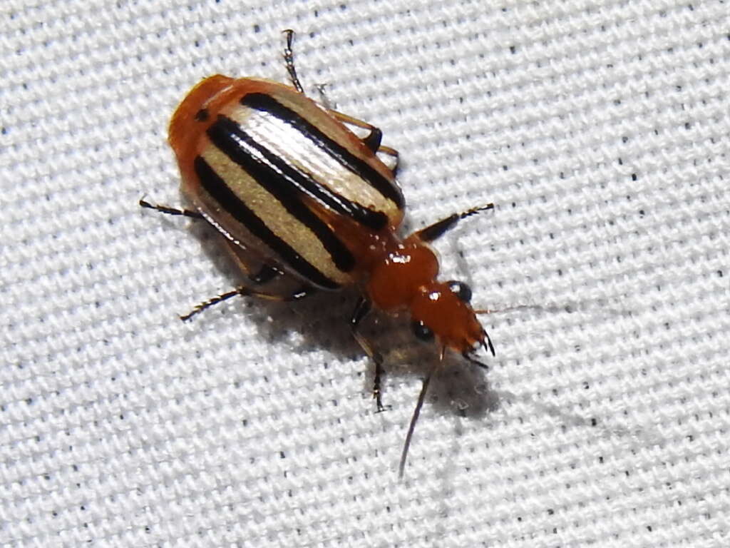 Image of Lebia (Lebia) vittata (Fabricius 1777)