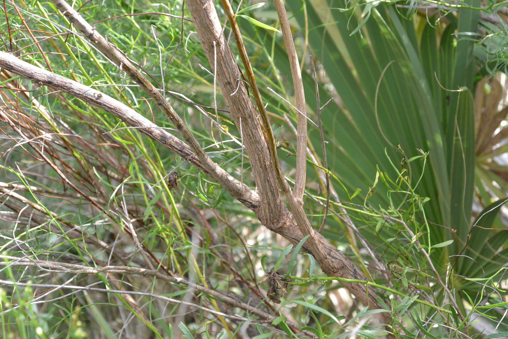 Image of saltwater false willow