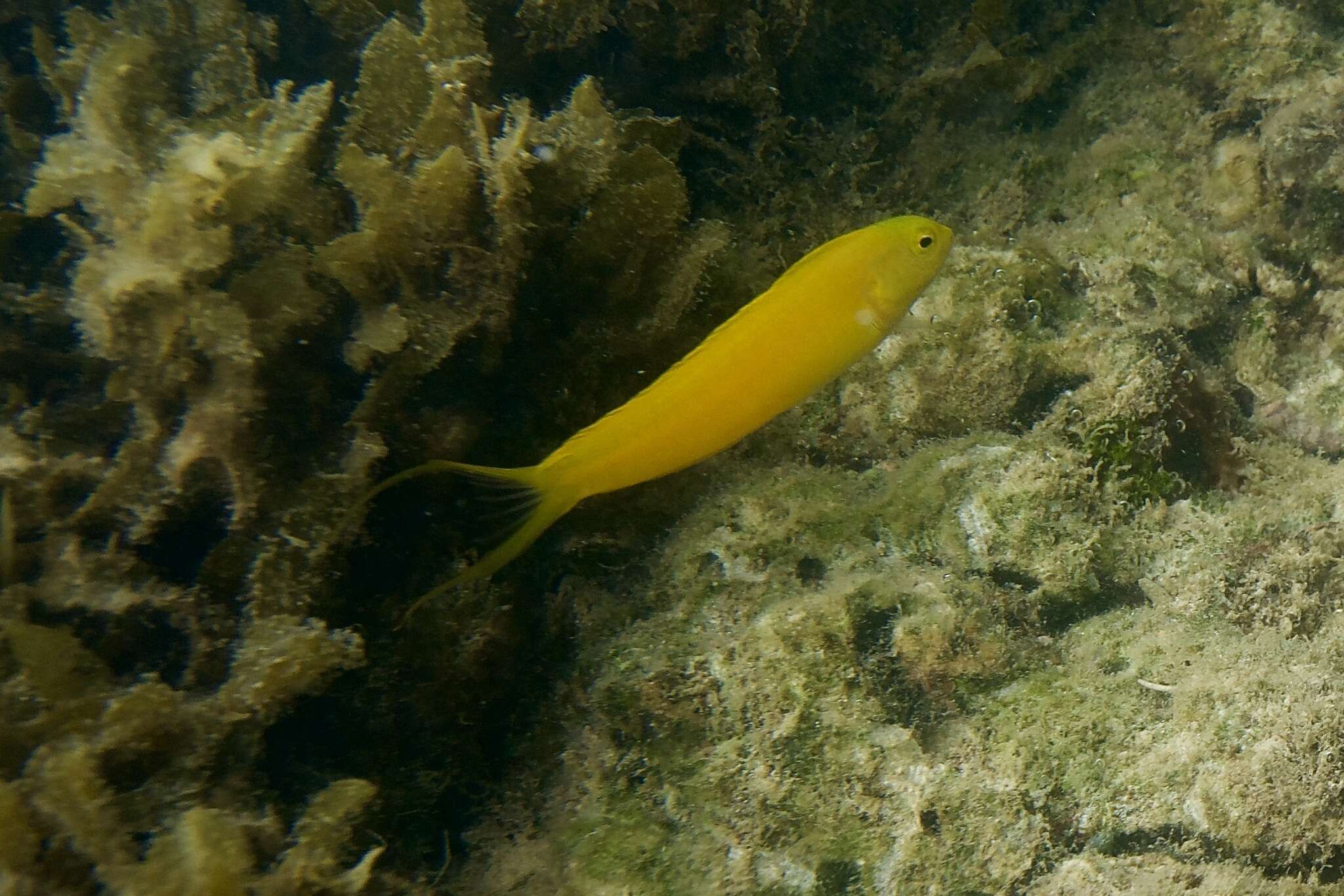 Image of Canary fangblenny