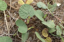 Image of American snoutbean