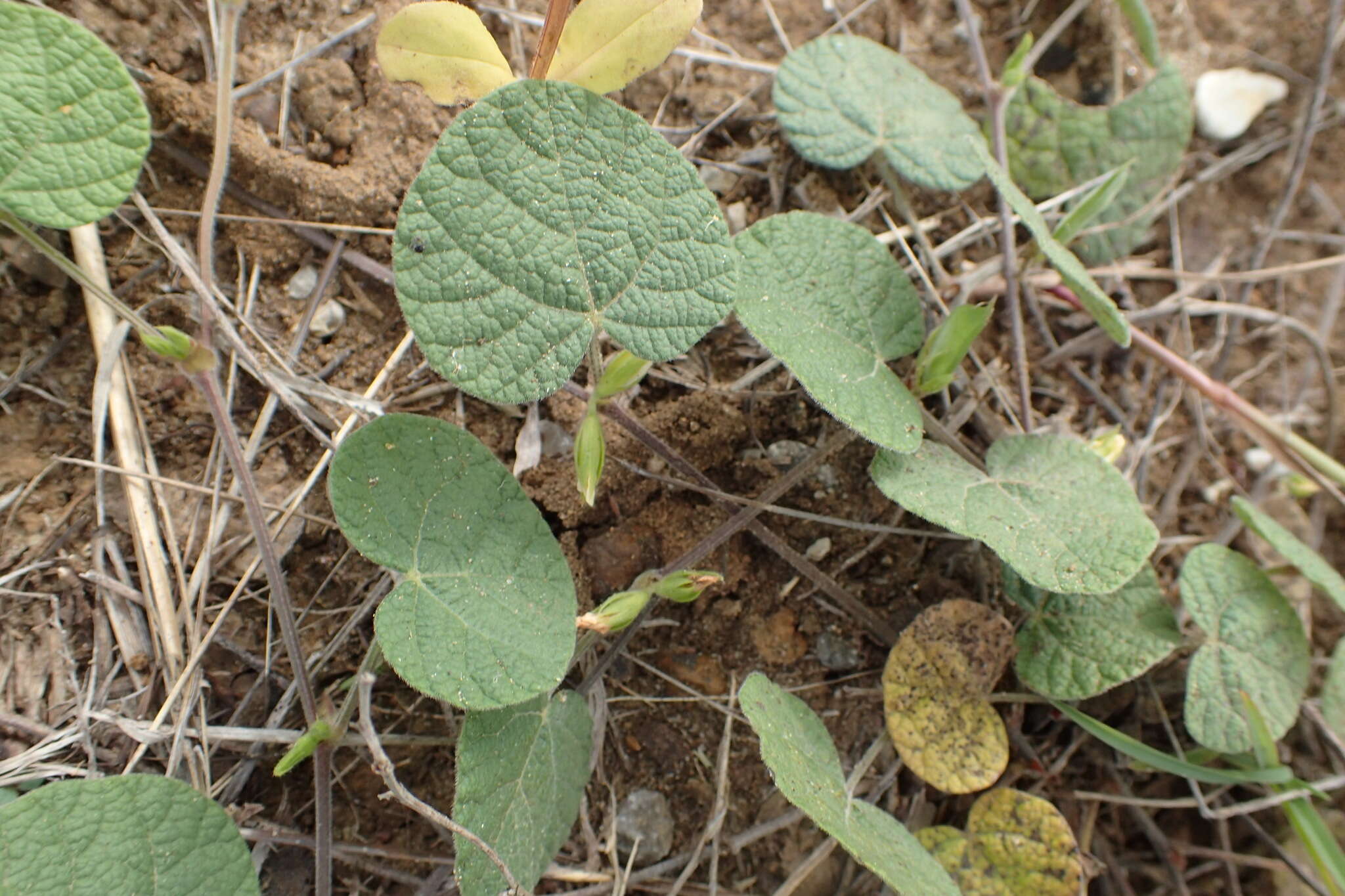 Image of American snoutbean