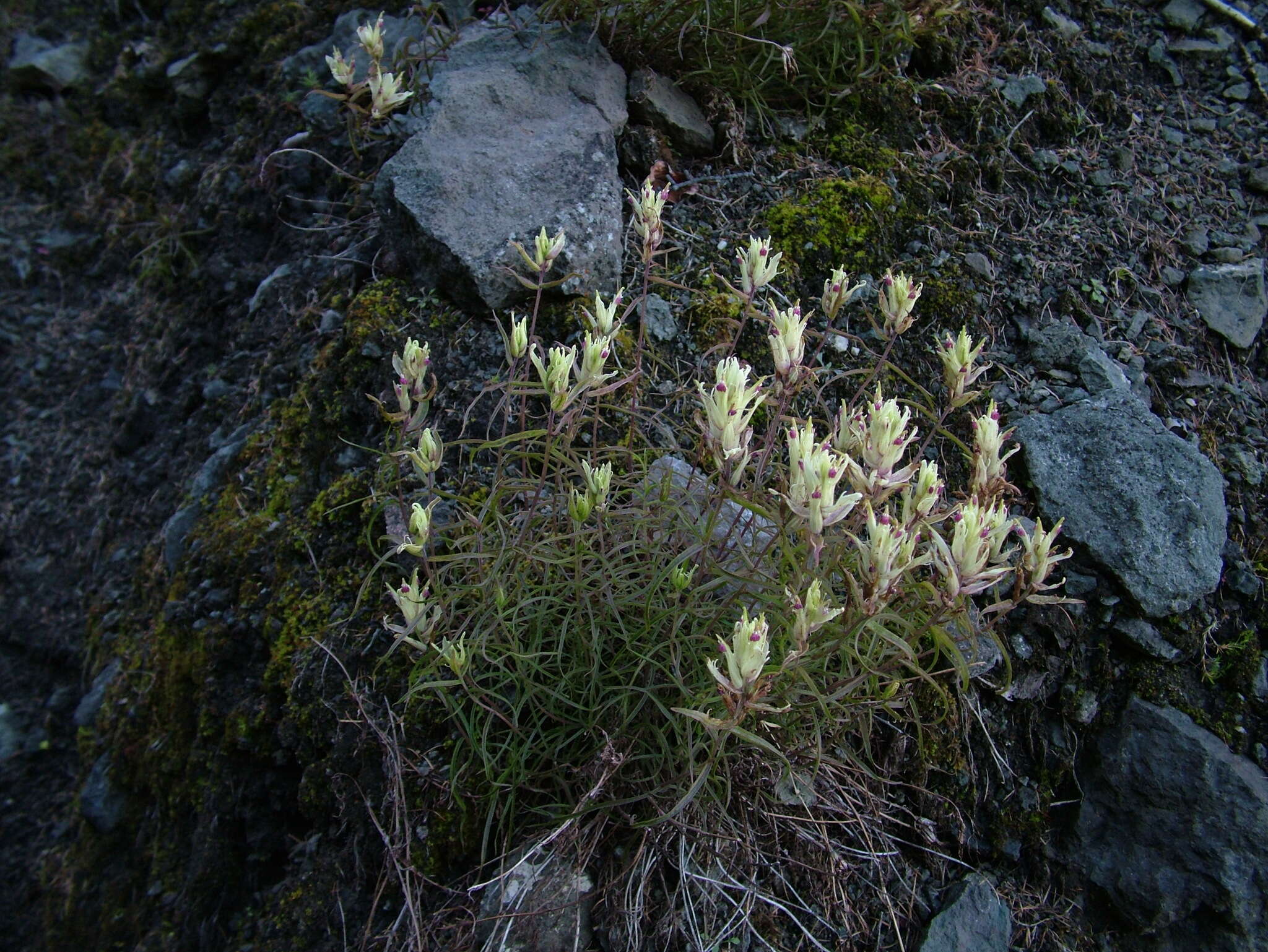 Image of Castilleja tenella Rebr.