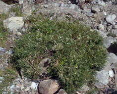 Image of Astragalus genargenteus Moris