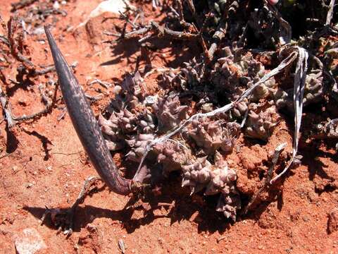 Image de Ceropegia caespitosa subsp. pubescens (N. E. Br.) Bruyns