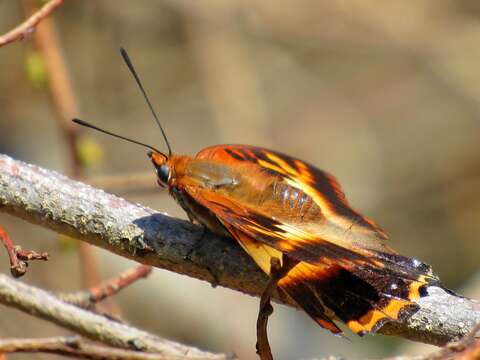 Image of Charaxes druceanus Butler 1869