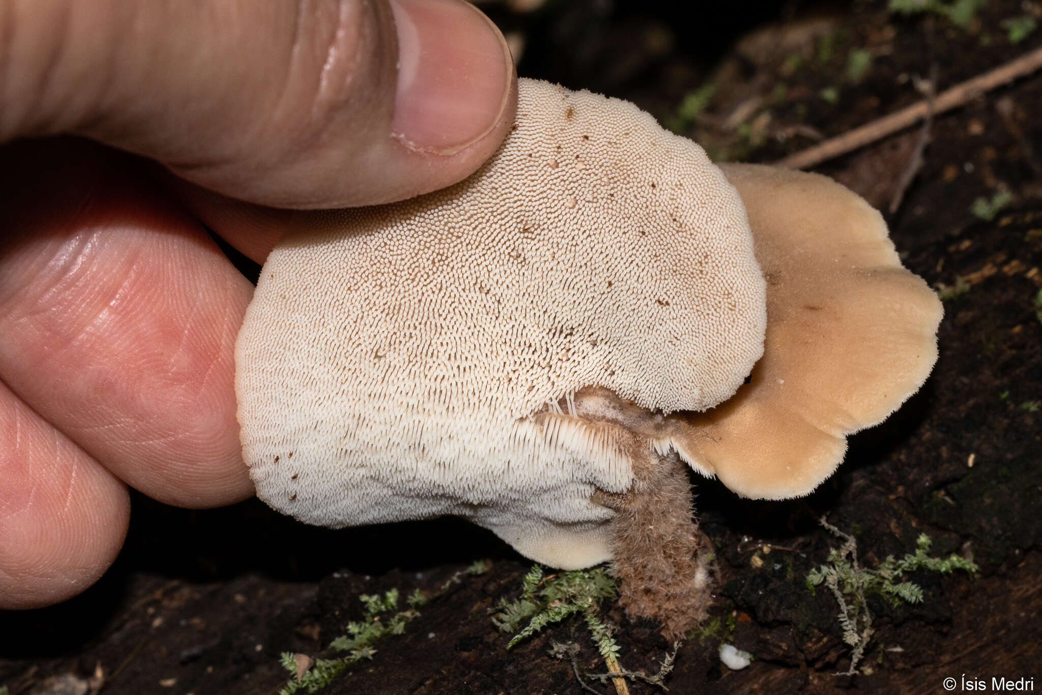 Image of Auriscalpium villipes (Lloyd) Snell & E. A. Dick 1958