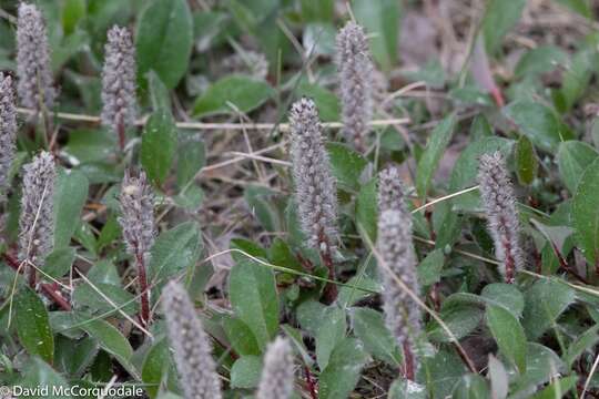 Image of arctic willow