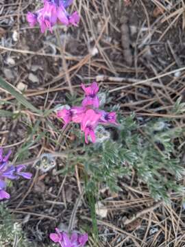 Image of haresfoot locoweed