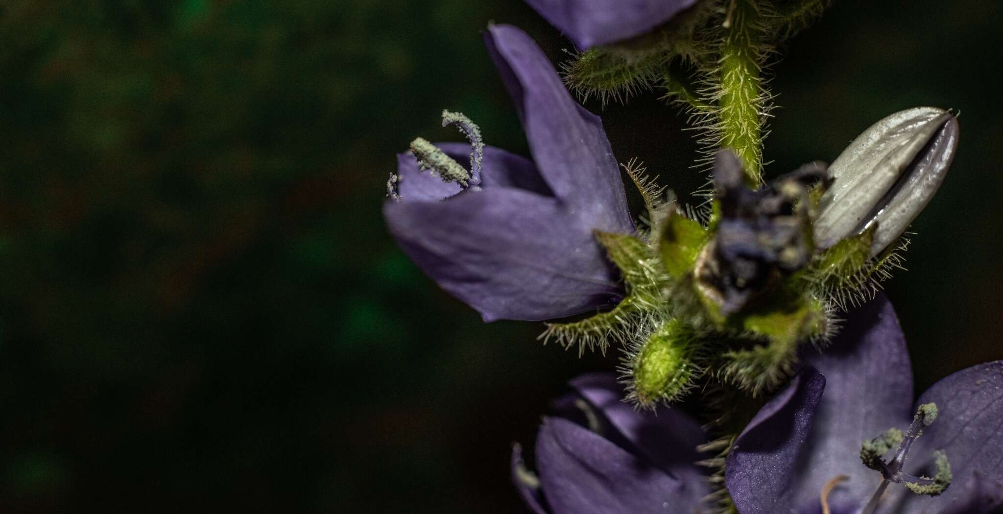 Image of Campanula peregrina L.