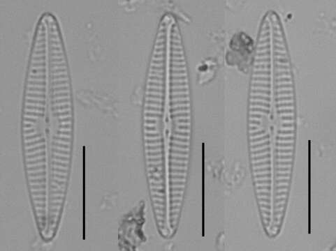 Navicula veneta resmi