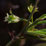 Image of Centella fusca (Eckl & Zeyh.) Adamson