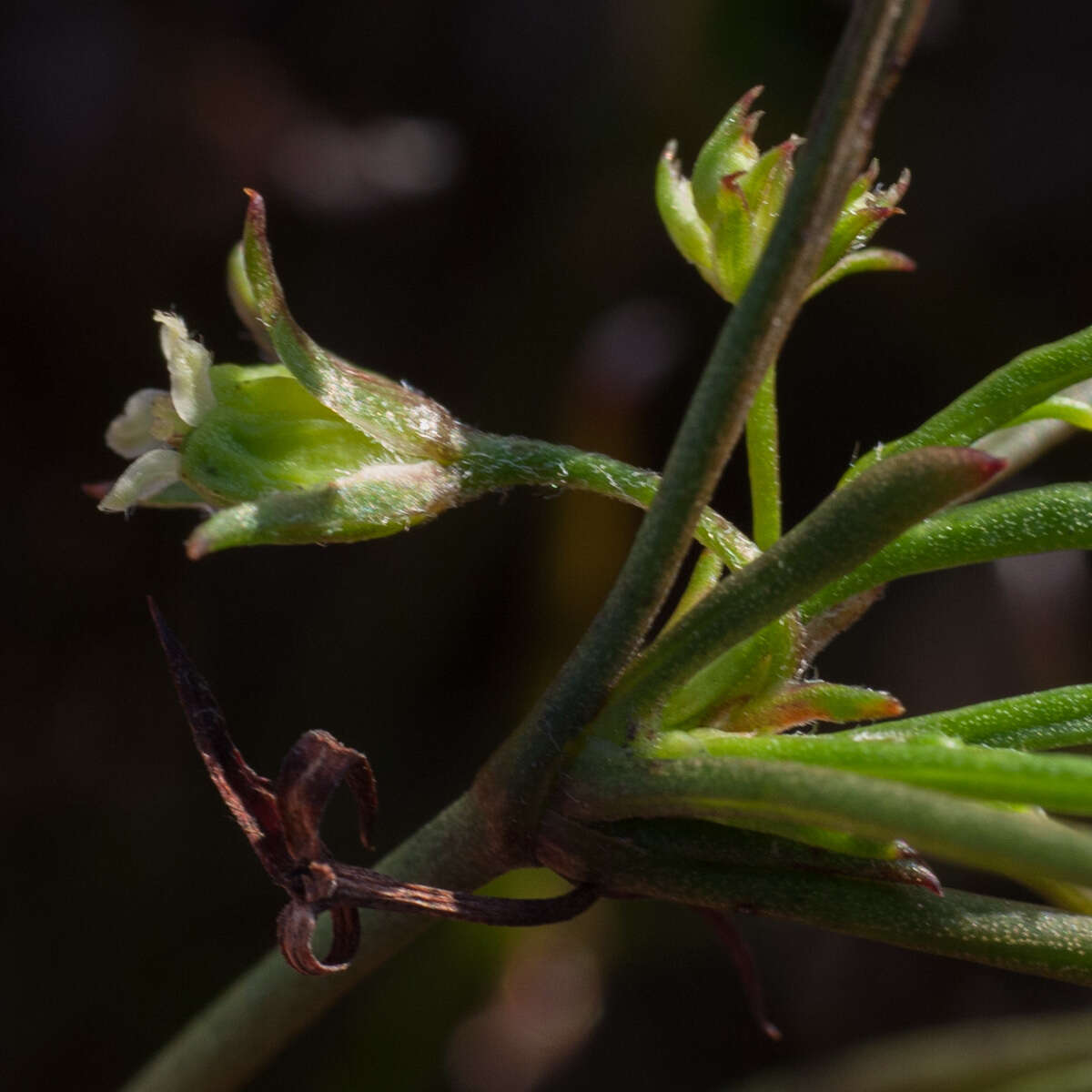 Image of Centella fusca (Eckl & Zeyh.) Adamson