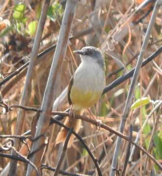 Imagem de Prinia flaviventris delacouri Deignan 1942