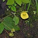 Image of Calceolaria jujuyensis S. M. Botta