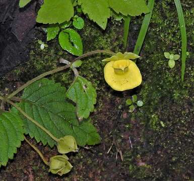 Calceolaria jujuyensis S. M. Botta resmi