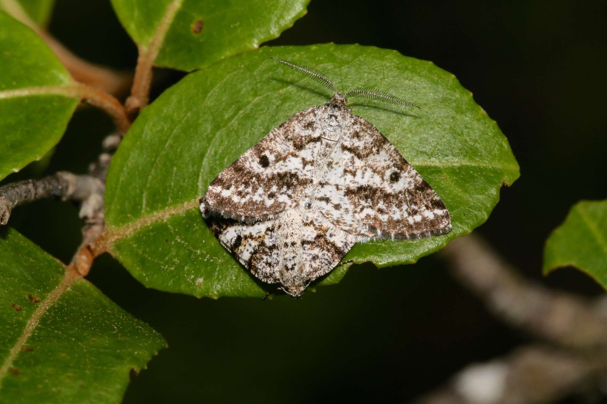Image of Powder Moths