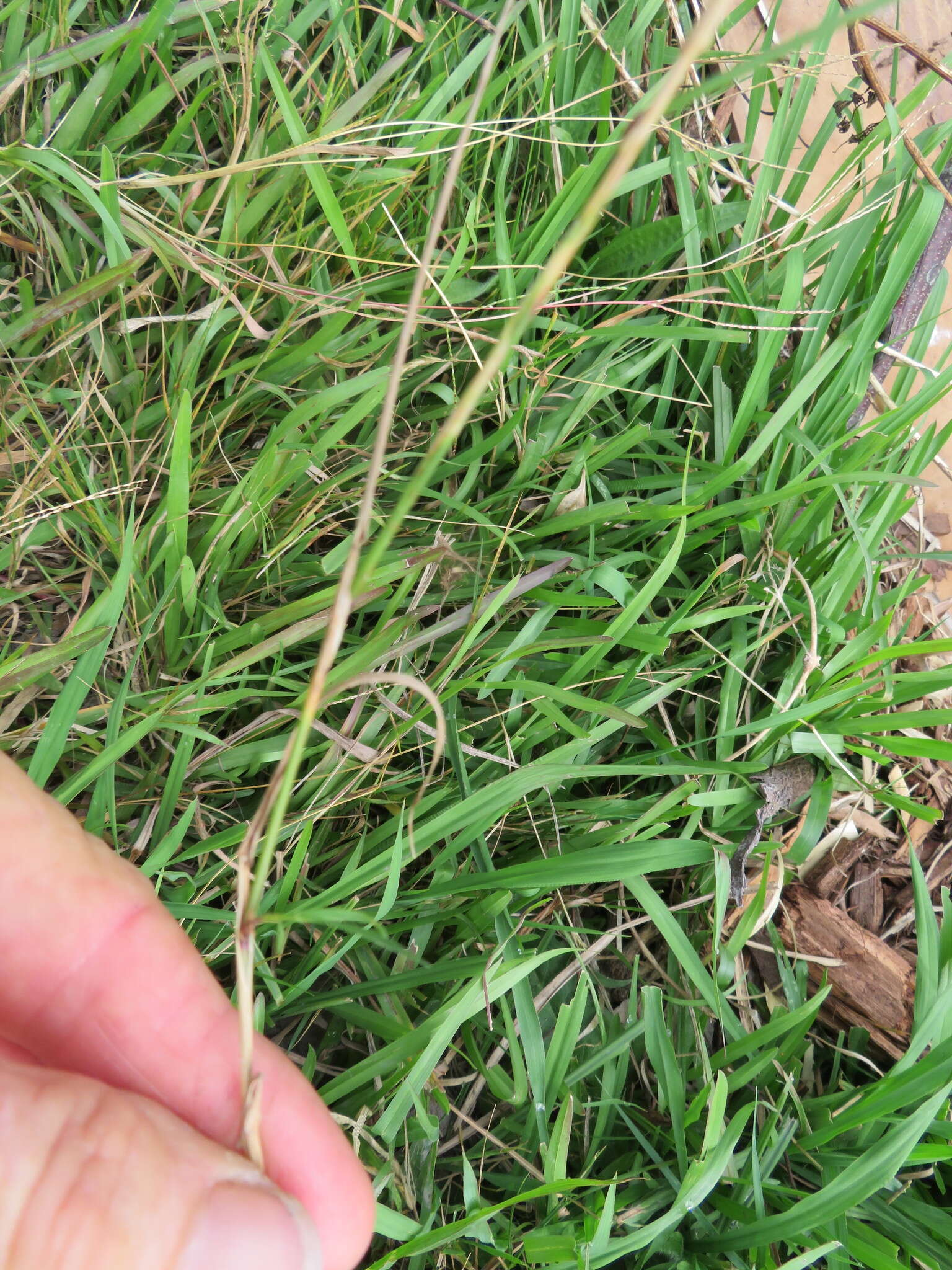 Image of Colonial bent(grass)